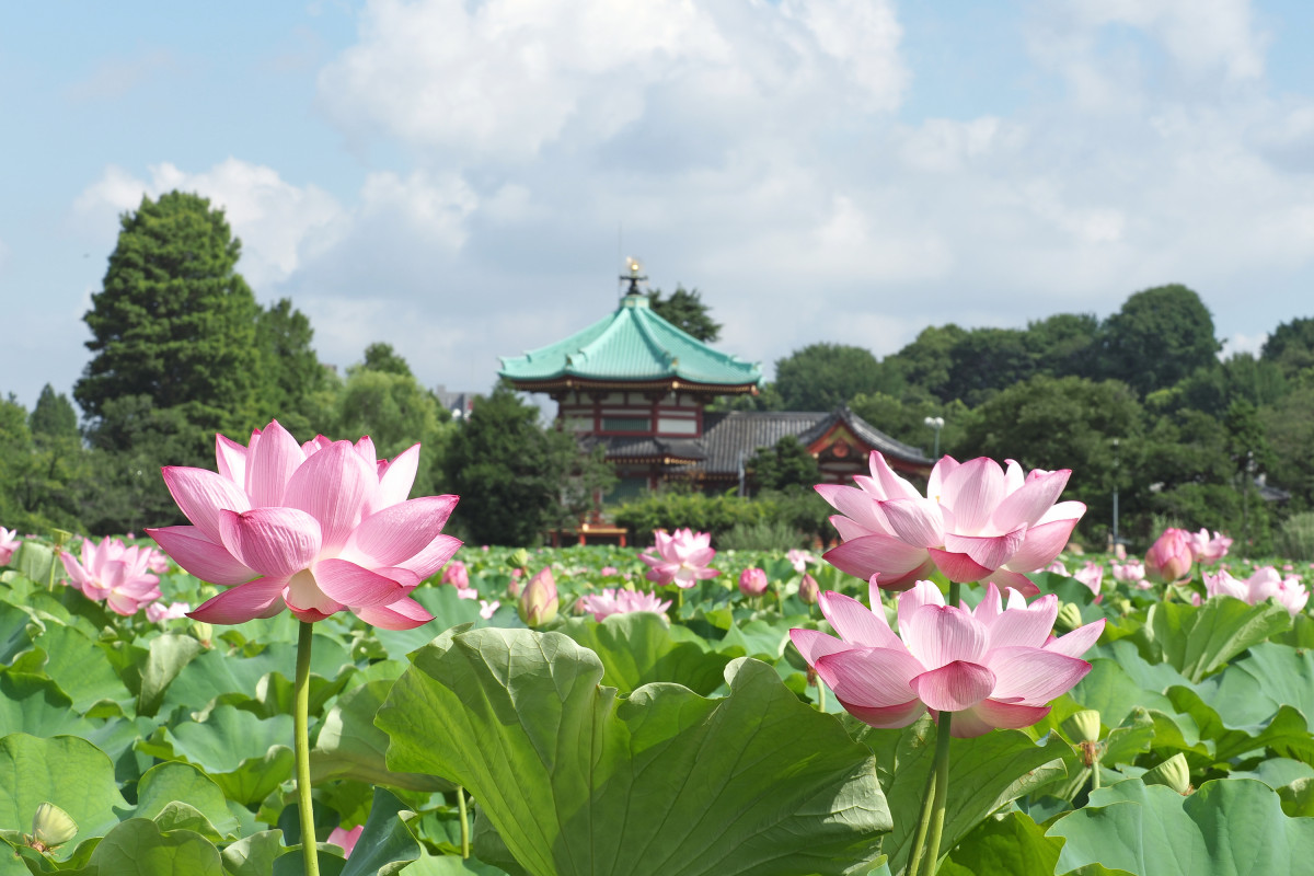 不忍池の蓮